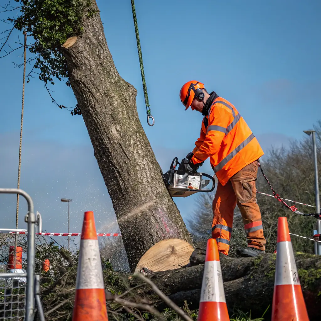 Tree service professional in safety gear using a chainsaw to remove a hazardous tree, with safety cones and equipment visible, emphasizing expert tree removal techniques.